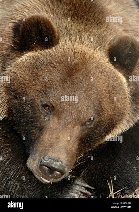 Grizzly Bear At Rest Portrait Denali Park Alaska Stock Photo Alamy