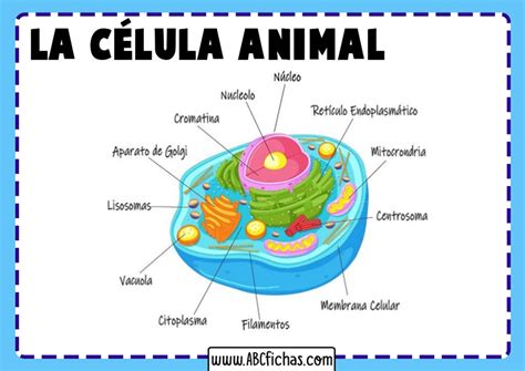 La Célula Animal Estructura Partes Y Funciones De La Célula Animal