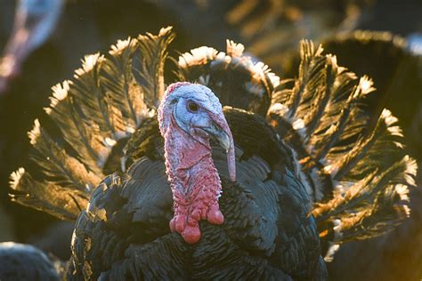 Colorado Farm Fresh Turkey For The Holidays