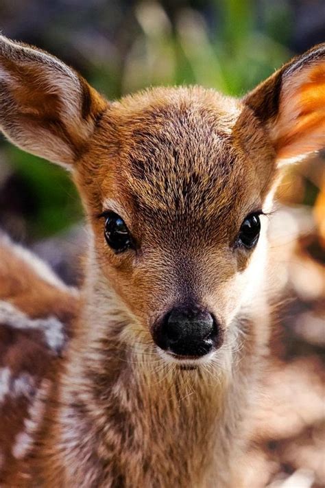 Cute Baby Deer Images