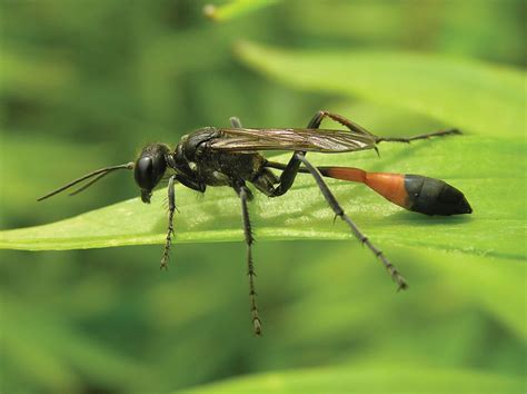 Thread Waisted Wasp Parasitic Solitary Predator Britannica