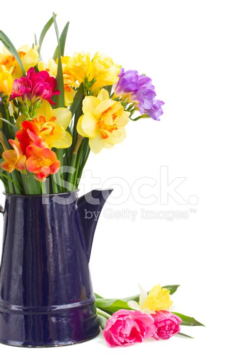 Freesia And Daffodil Flowers In Blue Pot Close Up Stock Photo Royalty