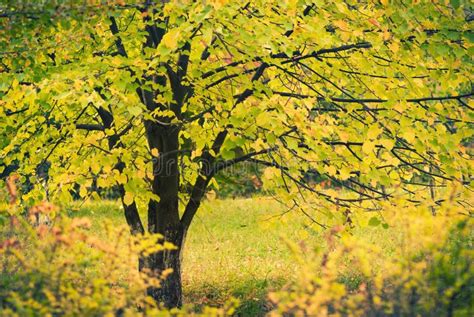 Fall Season Tree Stock Photo Image Of Autumn Fall Closeup 27123994