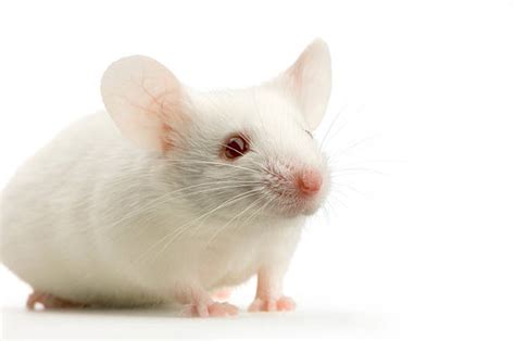 Best White Mouse Stock Photos Pictures And Royalty Free Images Istock