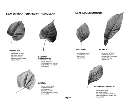 Free Printable Tree Leaf Identification Charts PDF Infographic