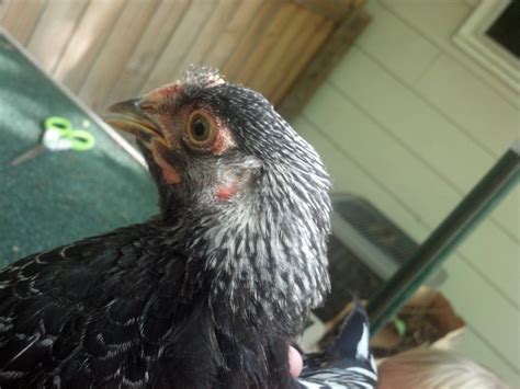 Need Help Sexing 9 Week Old Cochins Backyard Chickens Learn How To Raise Chickens