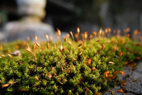Fresh Moss Free Stock Photo Public Domain Pictures