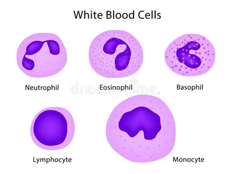 Types Of White Blood Cells Stock Illustration
