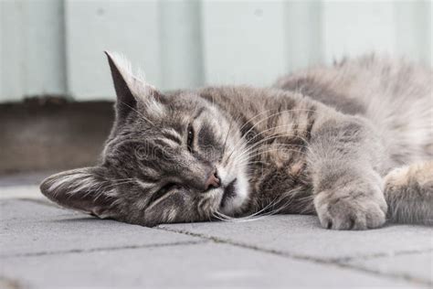 Grey Cat Sleeping Outside On A Summers Day Stock Image Image Of Gray