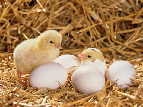 Chicks Hatching Animals Hatched From Eggs Baby Chickens Chicken