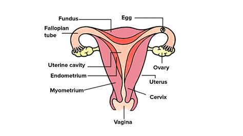 here is a diagrammatic view of the human female reproductive system identify their parts