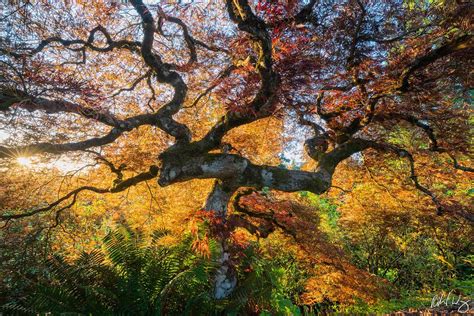 Portland Japanese Maple Tree Photo Richard Wong Photography