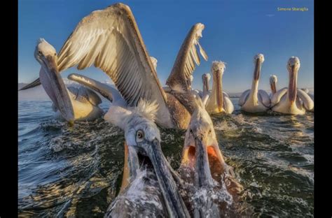 winners and finalists from smithsonian magazine photo contest 2015