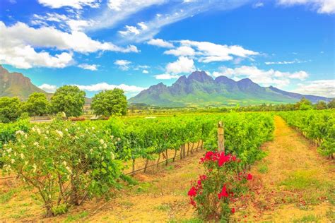 Cape Town To Stellenbosch Best Routes And Travel Advice Kimkim