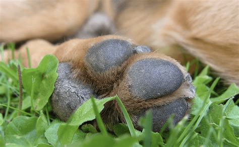 What Causes Dry Cracked Paws And How To Relieve Them Puppington