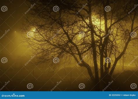 Foggy Evening Stock Photo Image Of Trees Countryside 2225552