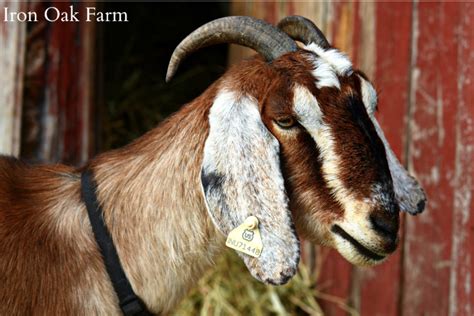 Choosing The Right Goat Breed