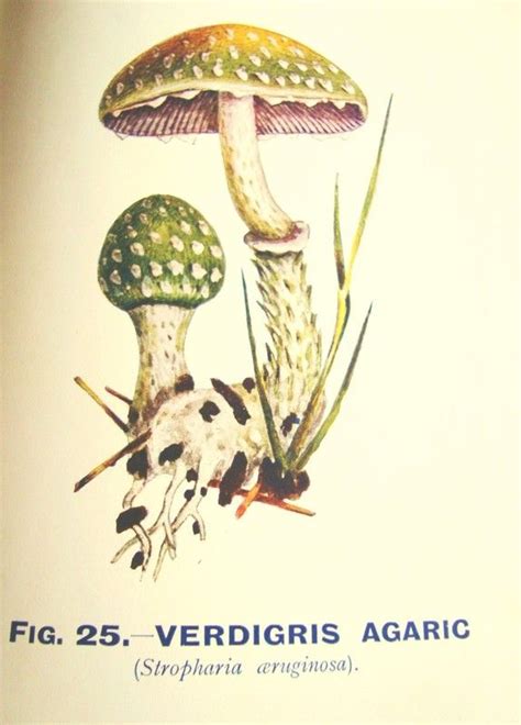 Verdigris Agaricfungi Mushroom Poisonous Original Vintage Lithograph