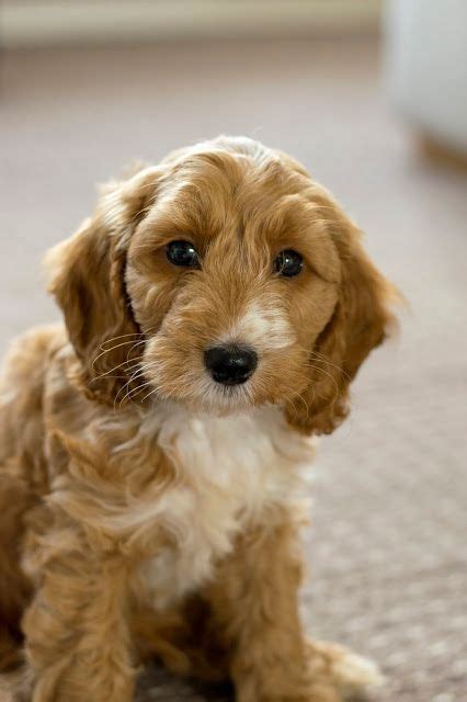 Meet Our New Addition Teddy The Cockapoo Cockapoo Cockapoo Puppies