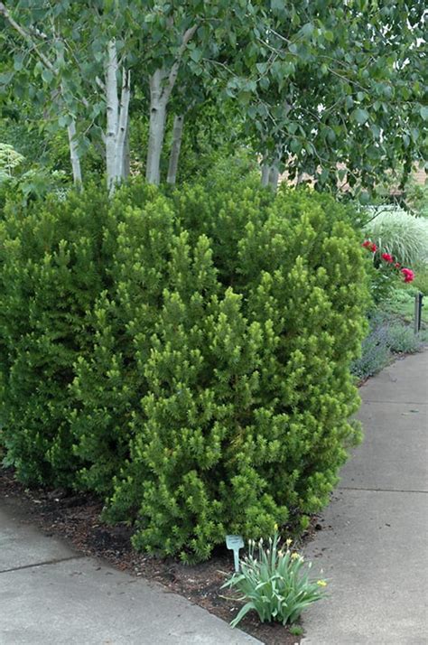 Address, phone number, green cove springs reviews: Hicks Yew | Calloway's Nursery