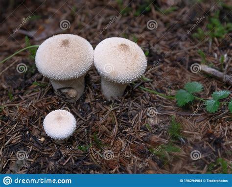 Forest Poisonous Mushrooms Toadstool Stock Photo Image Of Toadstool