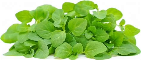 Micro Mint Information Recipes And Facts