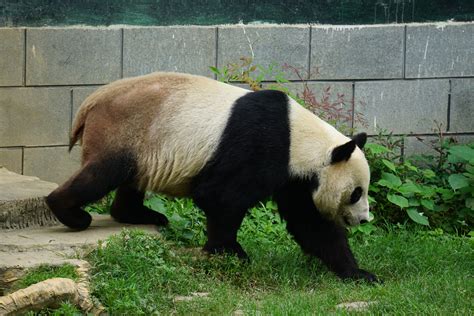 Giant Panda Ailuropoda Melanoleuca Zoochat