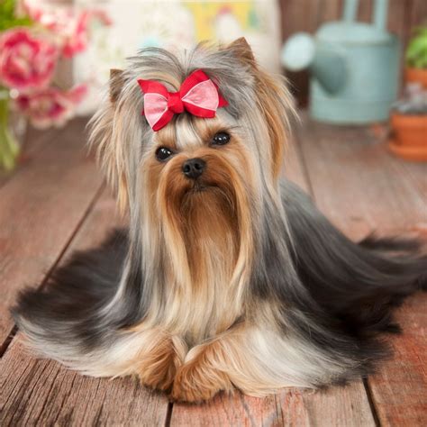 17 Long Haired Dog Breeds With Pictures Pet Keen Chegospl