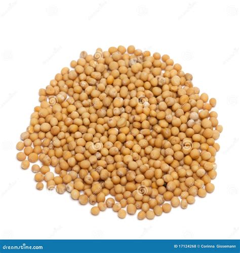 Yellow Mustard Seeds Stock Photo Image Of Spice Ingredient 17124268
