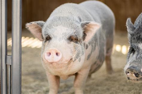 Adopting A Pig What You Need To Know Houston Spca