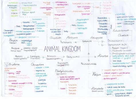 Top 117 Animal Kingdom Mind Map
