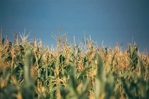Green Maize Corn Field Plantation In Summer Agricultural Season Stock