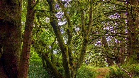 Mossy Forest Pacific Northwest Oregon Wallpaper Backiee