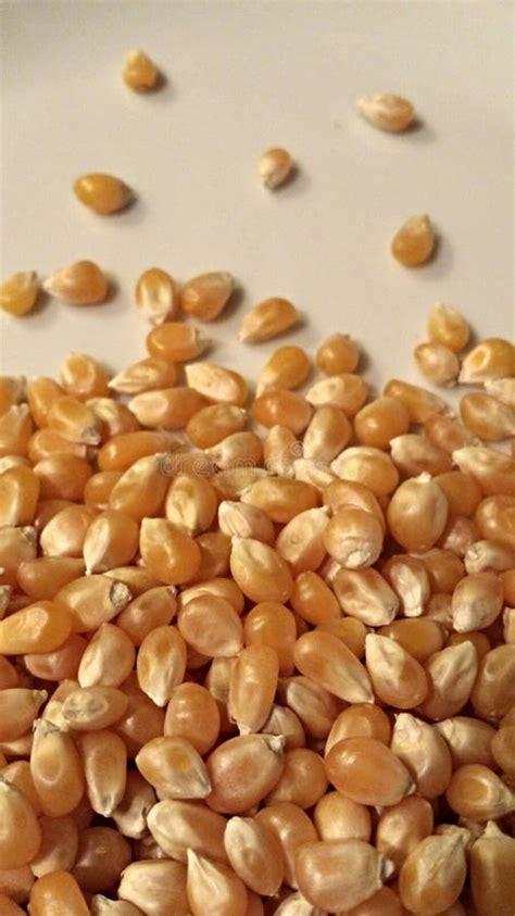 Popping Corn Stock Image Image Of Corn Close Kernels 47375635