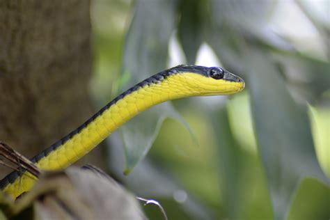 Snake Animal Reptile Free Image Download