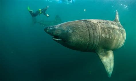Specieswatch Basking Sharks Still A Mystery Despite Being Largest Fish