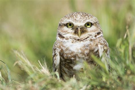 Burrowing Owl Athene Cunicularia Photograph By Josh Miller Pixels