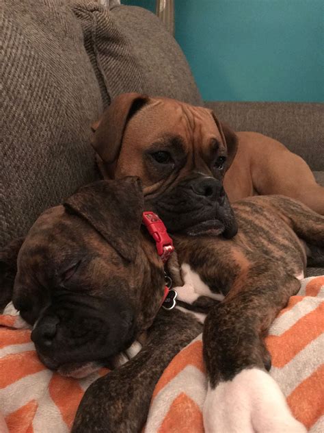 For The Life And Love Of Chief The Boxer Boxer And Baby Boxer Mom
