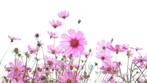 Maybe you would like to learn more about one of these? Low Angle View Of Colorful Cosmos Flowers Swaying In The ...