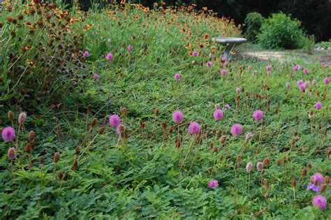Florida Natives Blanketflower And Mimosa Purple Flower Ground Cover