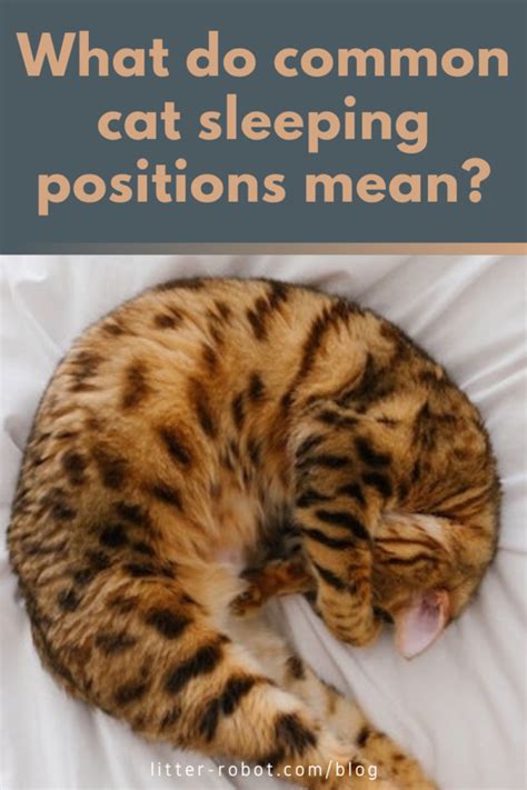 What Do Common Cat Sleeping Positions Mean