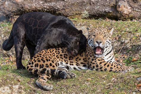 Photo Jaguars Big Cats Two Black Animals