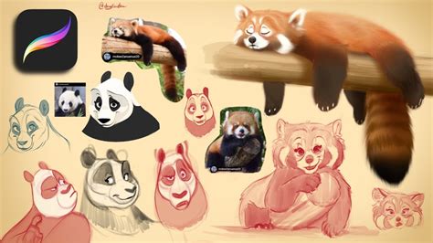 Furry Red Panda And Panda Pandas In Procreate Time Lapse Digital