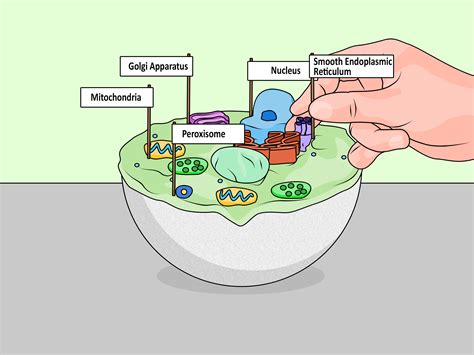We did not find results for: 4 Ways to Make a Model Cell - wikiHow
