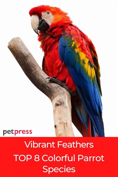 Vibrant Feathers Top 8 Colorful Parrot Species