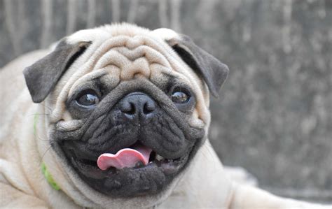 27 Adorable Real Cute Pug Pics Image Codepromos