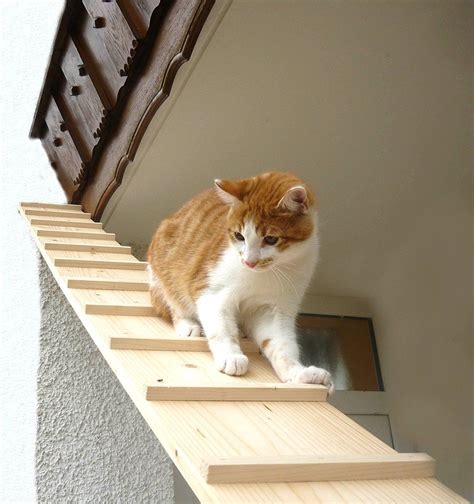 List Of Cat Room Ideas Stairs References