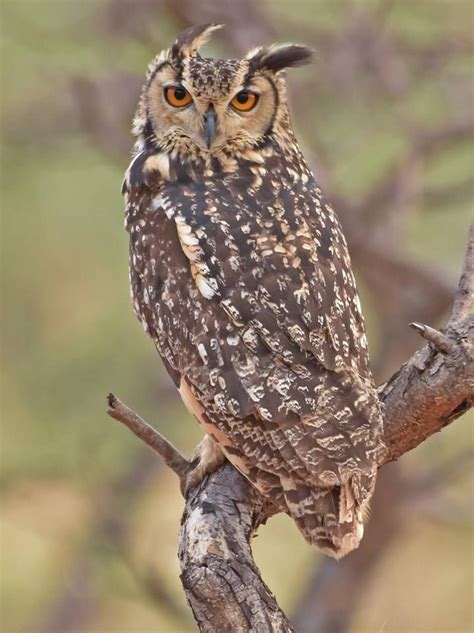 Indian Eagle Owl Beautiful Owl Owl Birds Of Prey