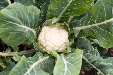 Protecting Cauliflower Plants How To Protect Cauliflower Plants In The