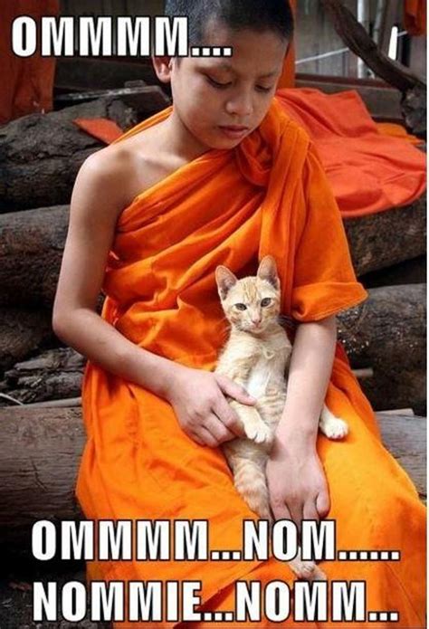32 Zen Cats Who Could Be Spiritual Gurus Funny Cat Memes Cats Funny